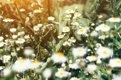 Chamomile on a background of green grass. Naked Wildflowers