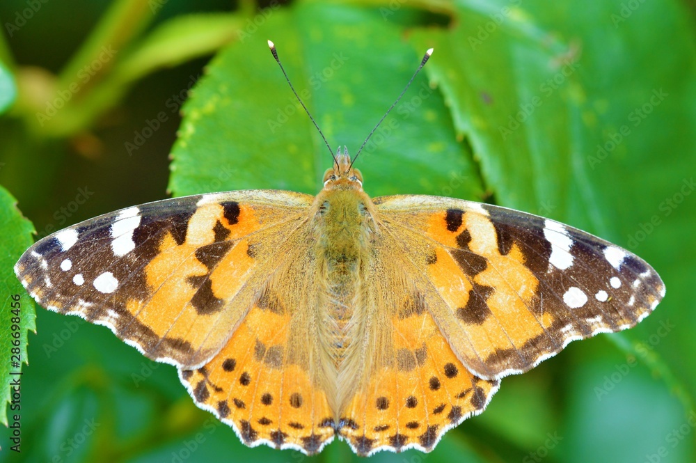 Painted Lady Butterfly (Vanessa cardui). Painted Lady Butterfly (Vanessa cardui).