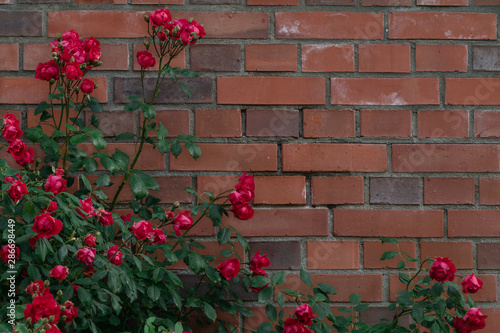 Pink roses growing in front of a brick wall