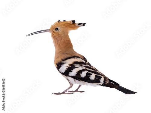 Eurasian Hoopoe (Upupa epops) isolated