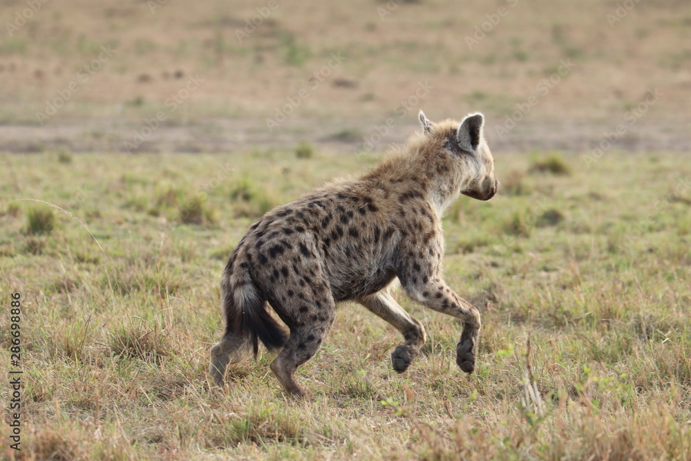 Spotted hyena jumping, Masai Mara National Park, Kenya.