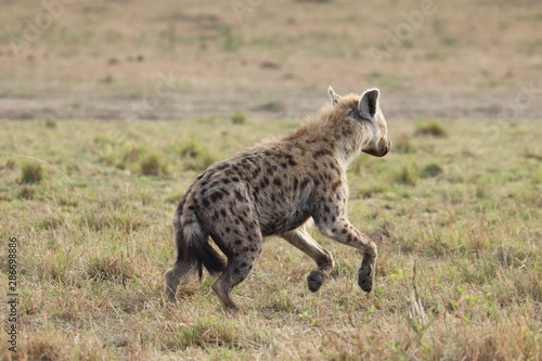 Spotted hyena jumping  Masai Mara National Park  Kenya.