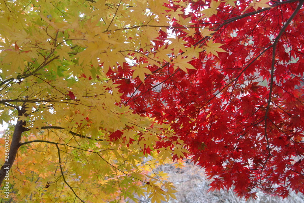 Foto De 아름다운 가을 단풍잎과 단풍나무 풍경 Do Stock | Adobe Stock