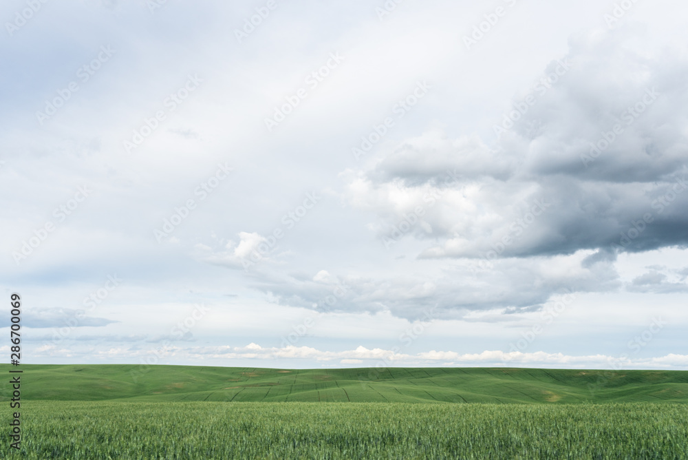 Fototapeta premium Wheat Field and Storm Clouds