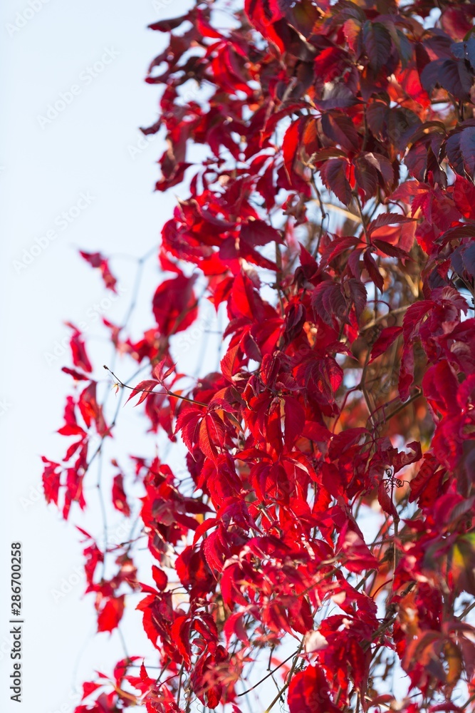 Red Leaves on the Tree