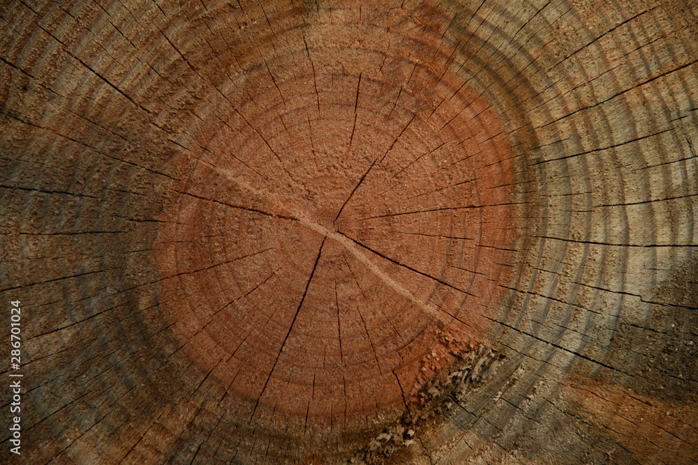 Fototapeta premium cross section of tree trunk