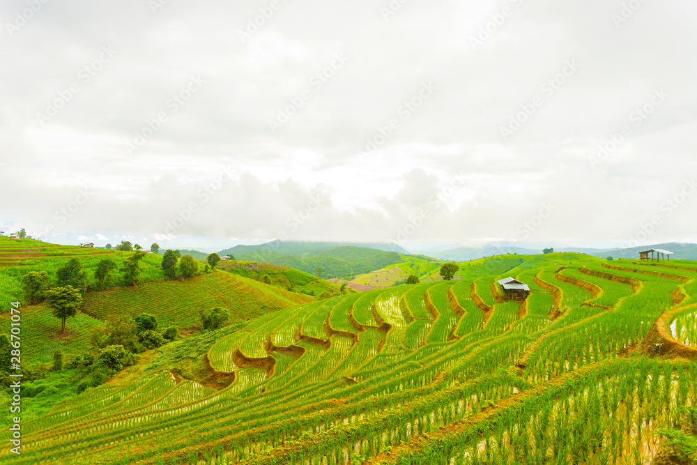 Rice terrace at Pa-pong-peang , Mae Chaem, Chaing Mai ,North Thailand..