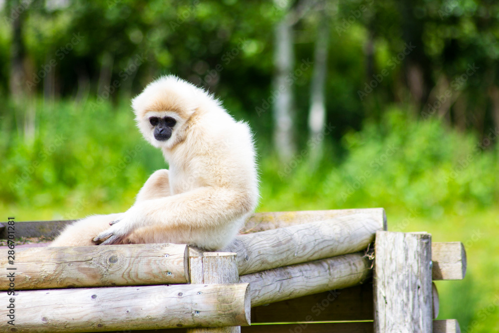 Obraz premium White Monkey