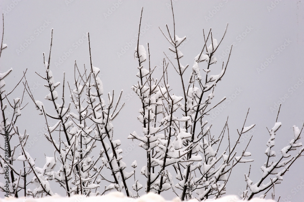 branches of tree on a background of blue sky branches of tree on a background of blue sky