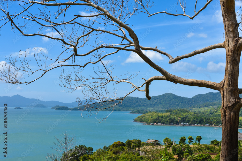 Leafless tree on a forest with the sea and mountains in the background. El Nido, Palawan, Philippines.