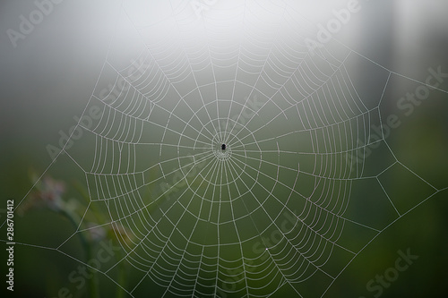 close-up of a spider's web 
