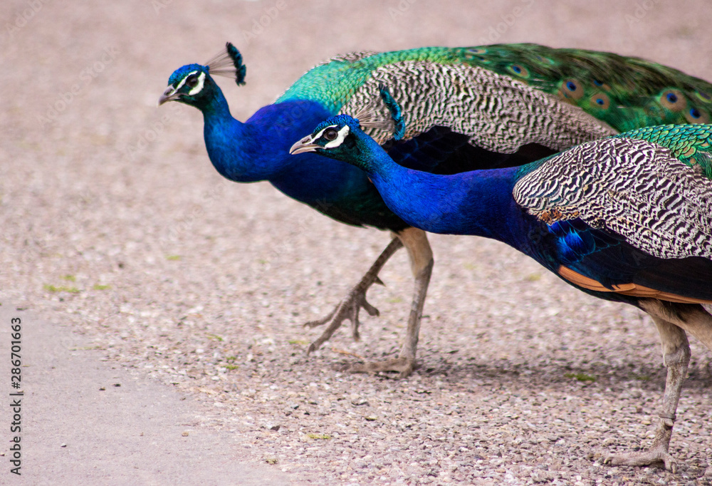 Obraz premium peacock with feathers