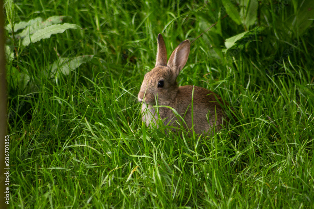 Fototapeta premium rabbit in the grass