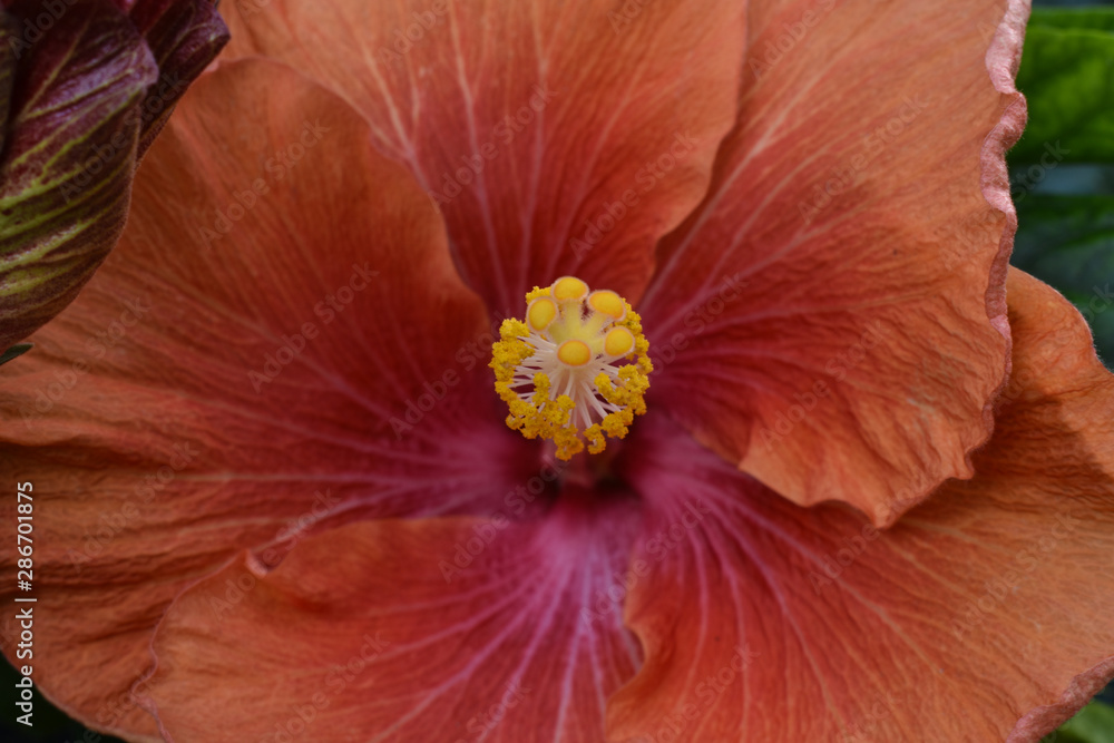 Orange hibiscus with yellow pistil. Some nations call it Orange hibiscus with yellow pistil. Some nations call it