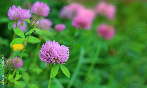 natural green background of medicinal herb red clover with copy space
