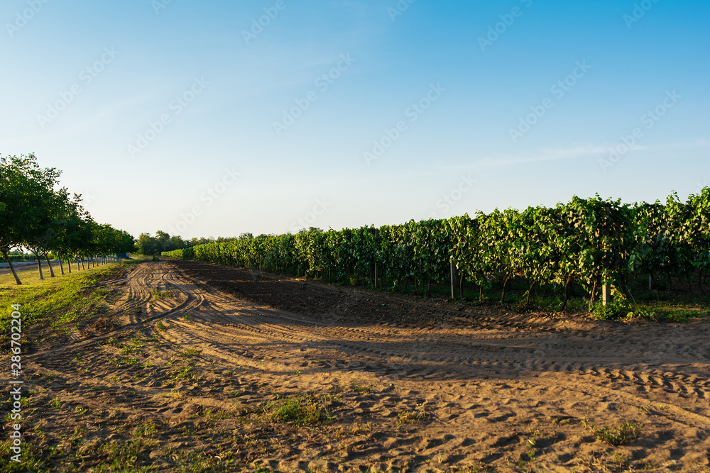Vineyard at sunset in autumn harvest. Harvesting time or winemaking concept