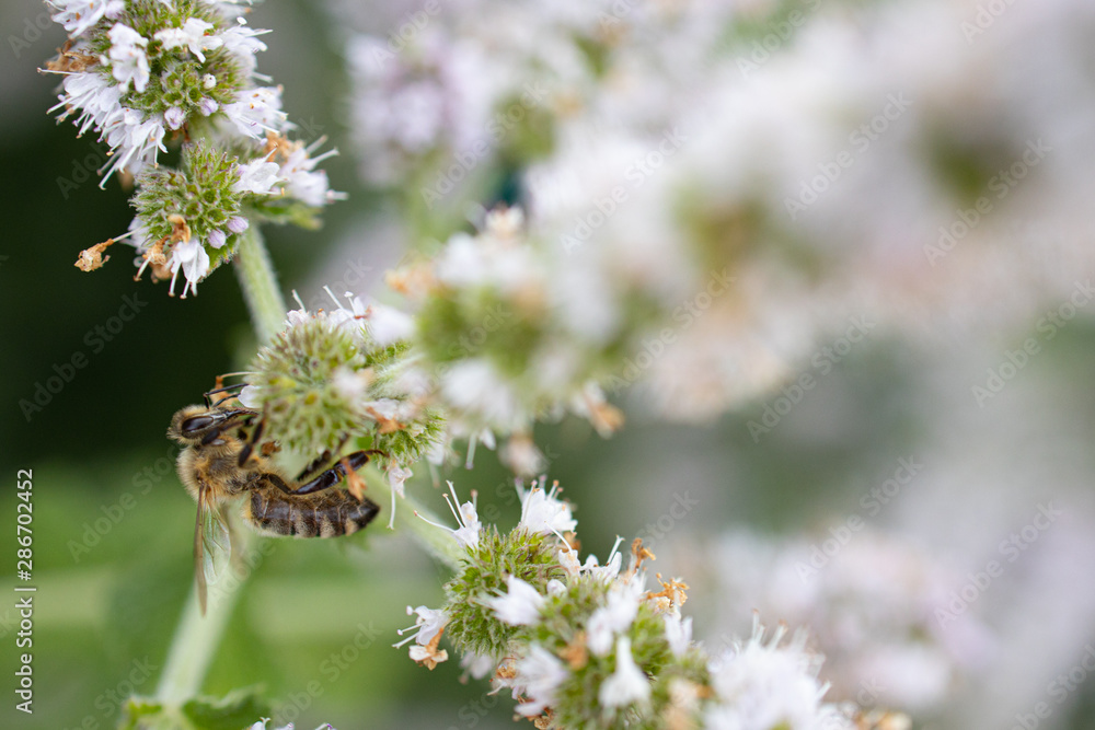 Biene sammelt Pollen auf Minze blüte honig wild Biene sammelt Pollen auf Minze blüte honig wild