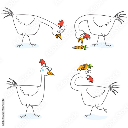 chicken eats a carrot