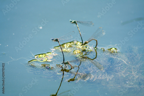 dragonflies breed on blue water