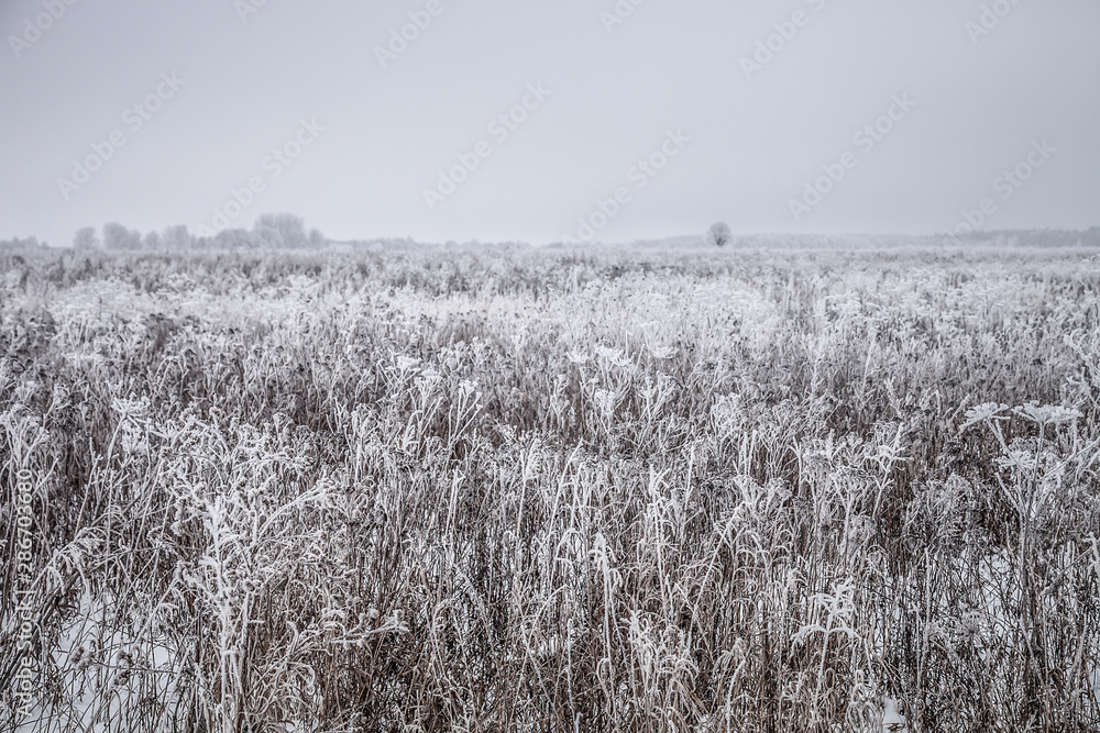Obraz premium Frost on a grass. Russian provincial natural landscape in gloomy weather. Toned