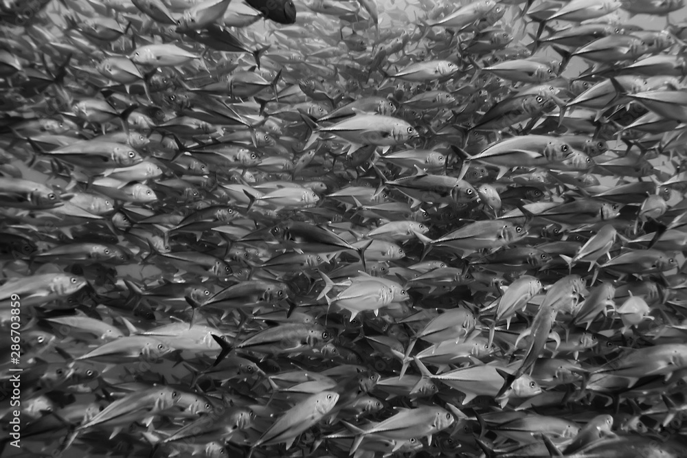 black white fish group / underwater nature poster design black white fish group / underwater nature poster design