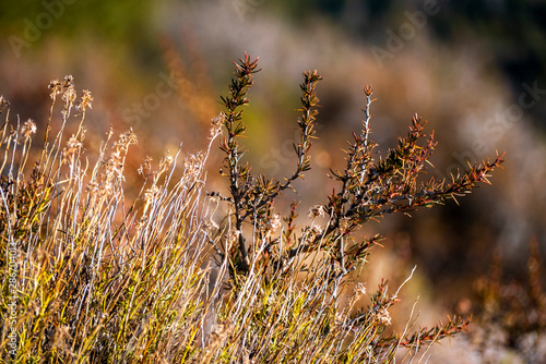 Primer plano de vegetación de estepa patagónica. Hierbas silvestres de una zona desertica de la patagonia argentina.