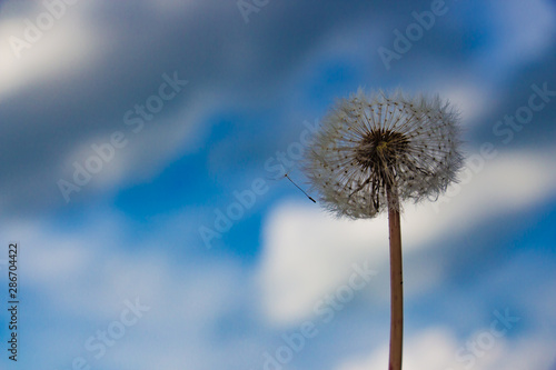 Dandelion against the blue sky