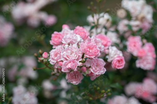 Pink blooming rose flowers in bush in green summer garden