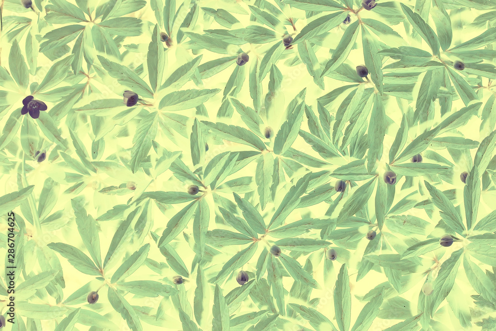 green vintage background leaves grass / abstract unusual background vintage look