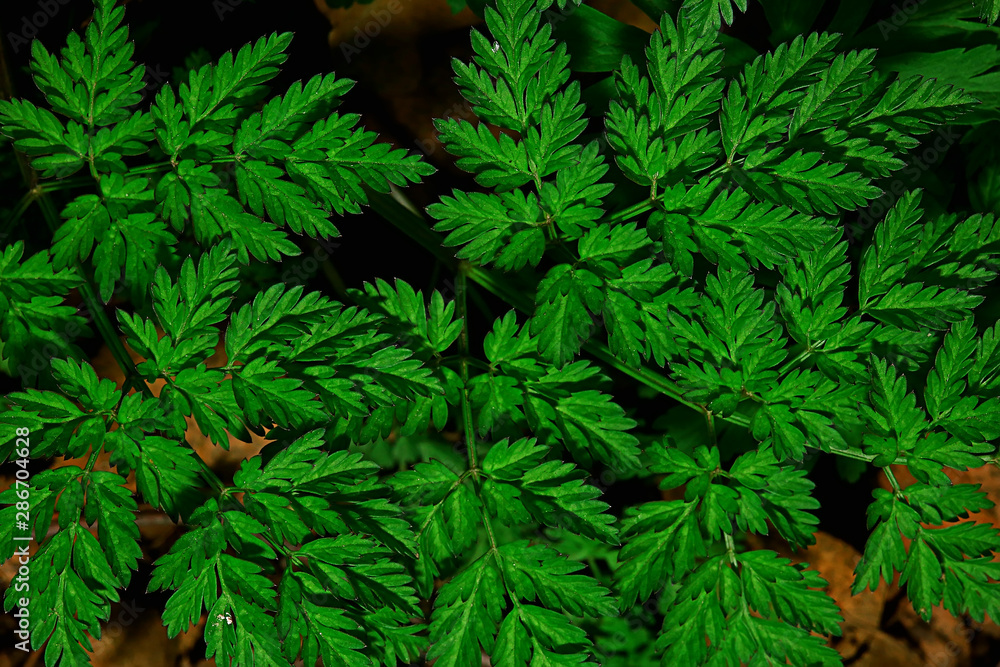 green grass leaves top view wild field / summer in the jungle, forest grass abstract view, background green grass leaves top view wild field / summer in the jungle, forest grass abstract view, background