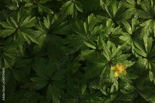 wild flowers top view background / abstract seasonal background, summer small flowers, nature spring, floral abstraction