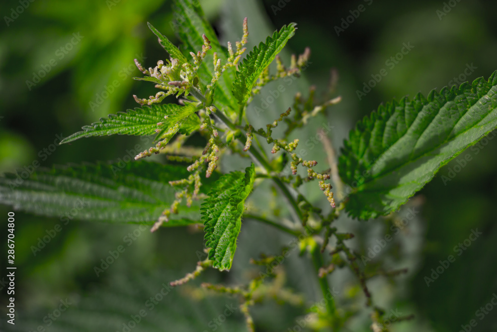 green nettle close up in summer day green nettle close up in summer day