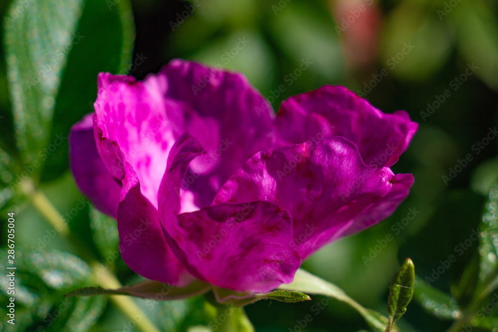 pink rose in the garden