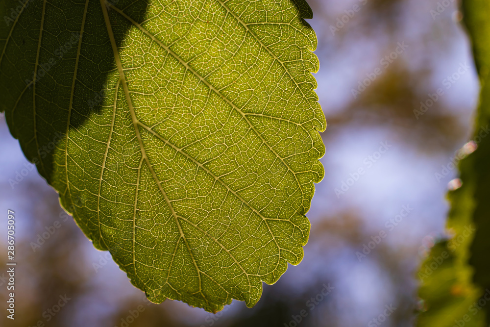 The texture of the leaves closeup against light The texture of the leaves closeup against light