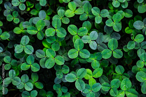 st patricks day background with clover