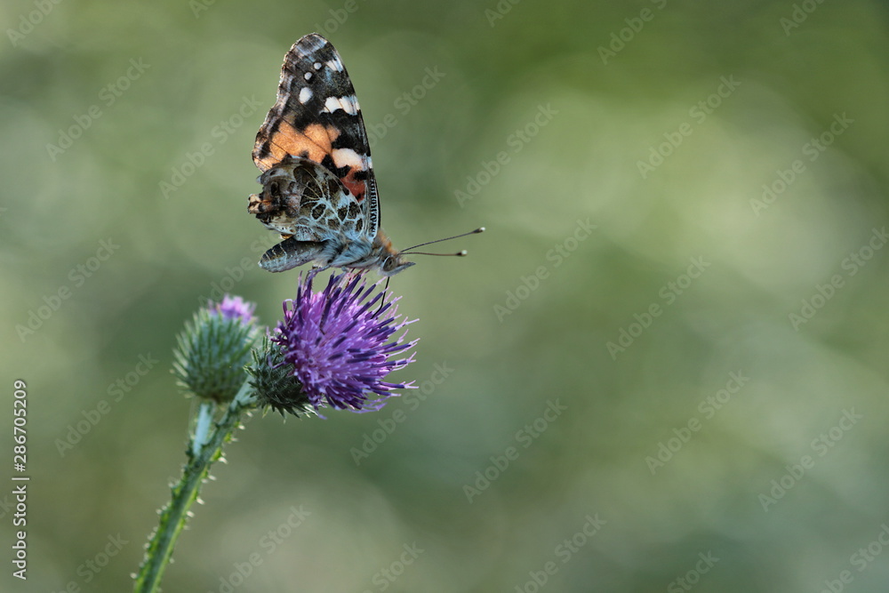 Distelfalter - vanessa cardui - auf einer Distel Distelfalter - vanessa cardui - auf einer Distel