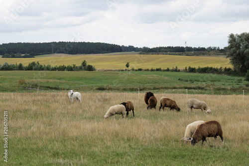 Schafe und H  tehund auf der Weide