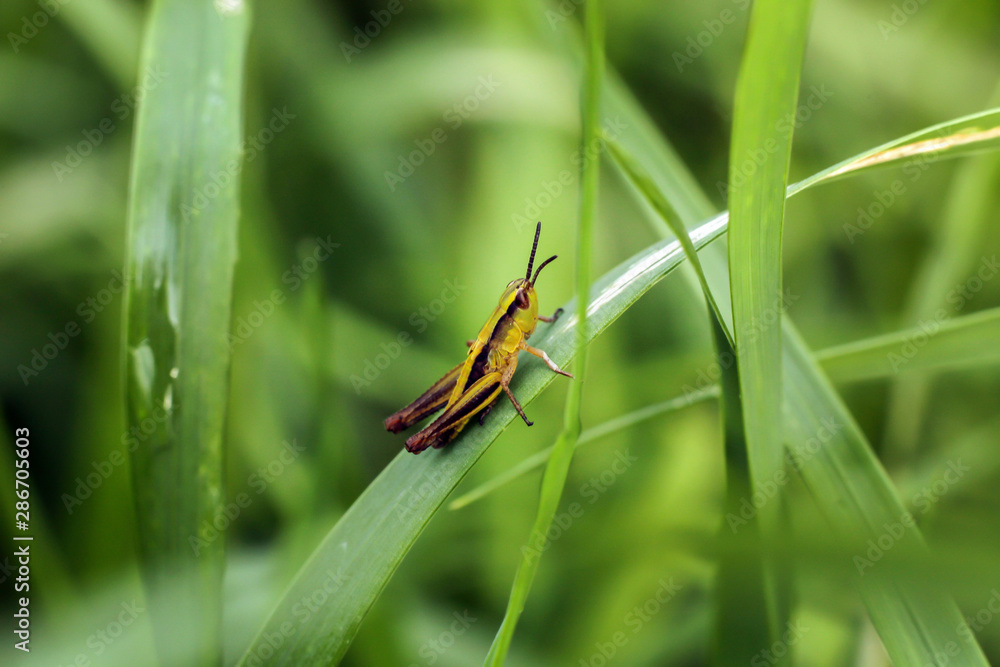 a yellow-brown grasshopper sits on a green leaf after rain a yellow-brown grasshopper sits on a green leaf after rain