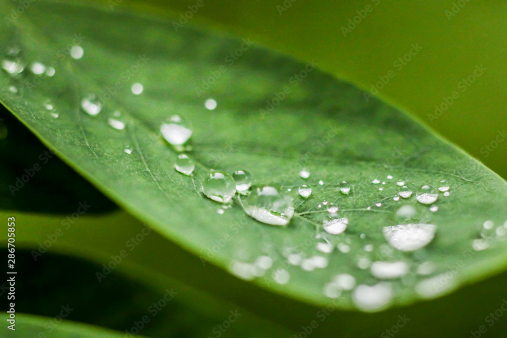 Fototapeta premium green leaves with water drops after rain