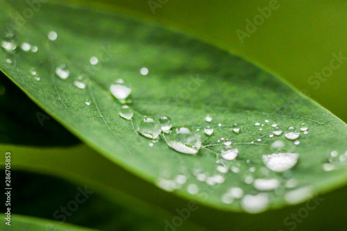 green leaves with water drops after rain