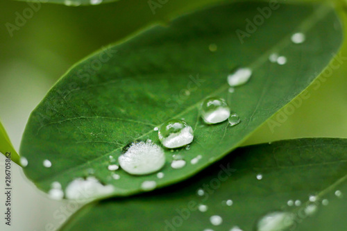 green leaves with water drops after rain