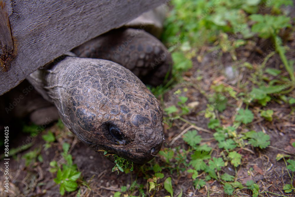 Obraz premium Portrait of tortoise, during 19th annual Galápagos Tortoises weighing event at Riga Zoo.
