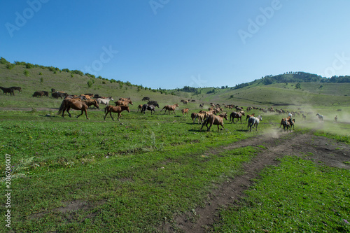 galloping horses in the mountains © seregg
