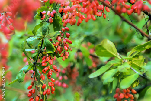 ripe red goji berries on a branch in autumn