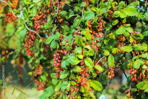 ripe red goji berries on a branch in autumn