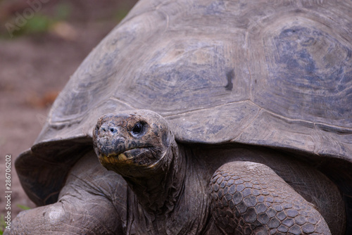 Portrait of tortoise,  during 19th annual Galápagos Tortoises weighing event  at Riga Zoo.