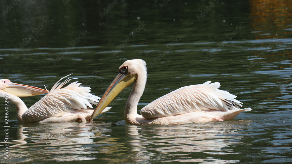 pelicans in the water pelicans in the water