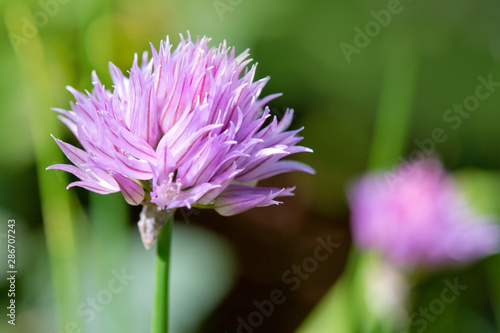 Purple chive flower isolated on green background.