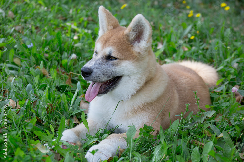 Cute akita inu puppy is lying on a green meadow in the park. Four month old.