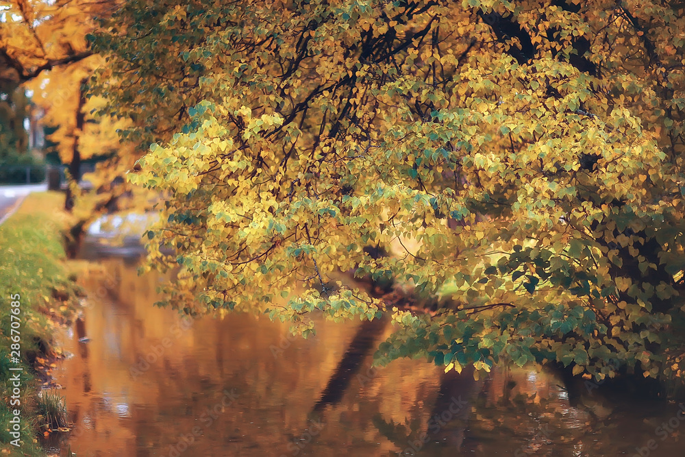 yellow autumn forest landscape / beautiful trees with yellow leaves in the forest, landscape October autumn, seasonal landscape